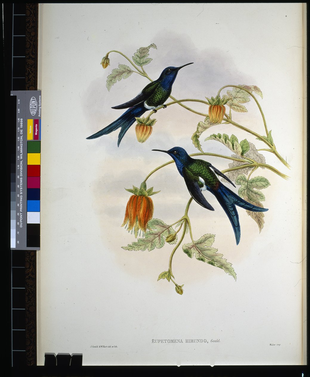 Western Swallow-tail (eupetomena hirundo) (hand-coloured litho) بواسطة جون (بعد) جولد