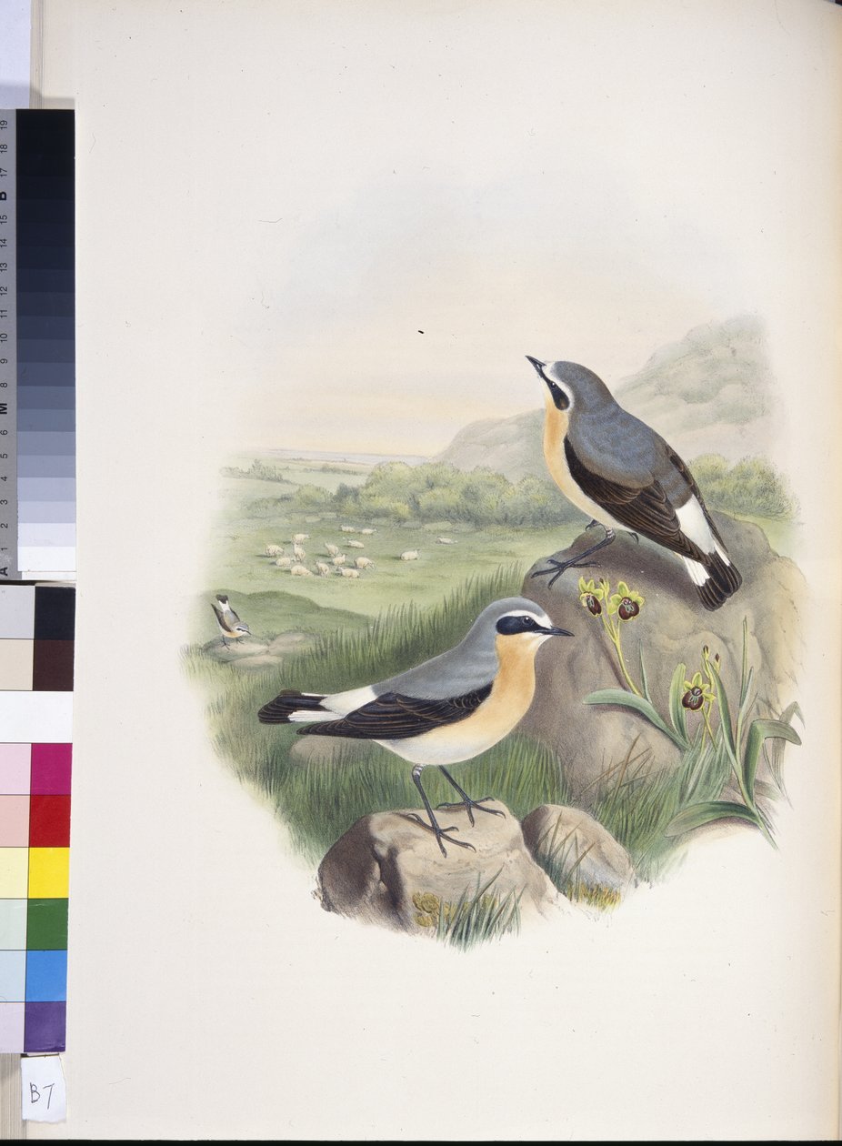 Wheatear (Oenanthe oenanthe) (hand-coloured litho) بواسطة جون (بعد) جولد