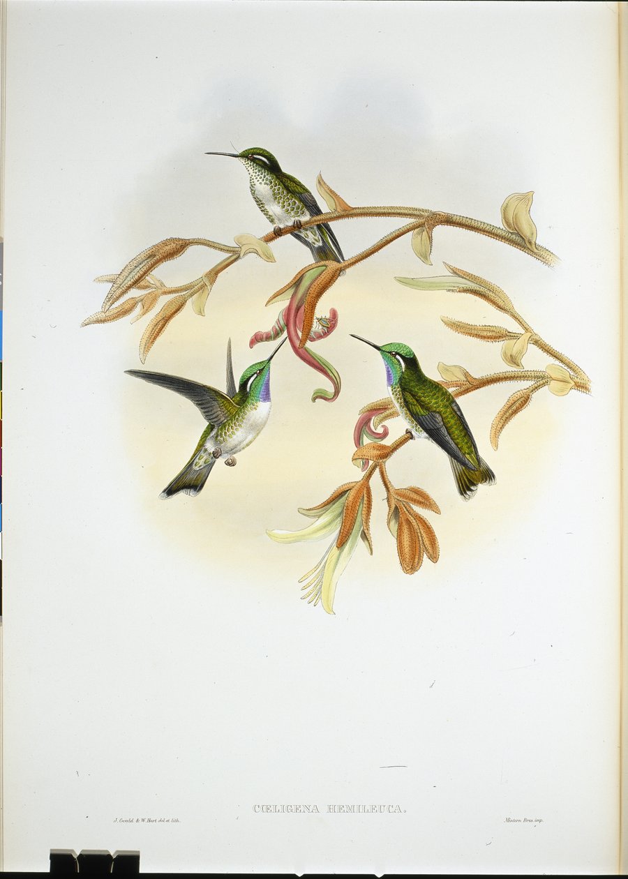 White-bellied Cacique humming bird (Coeligena Hemileuca) (hand-coloured litho) بواسطة جون (بعد) جولد