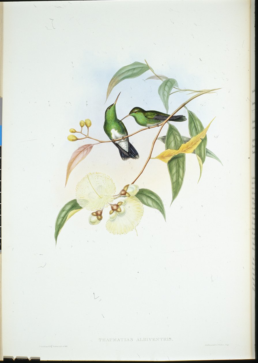 White-bellied Emerald (Thaumatias Albiventris) (hand-coloured litho) بواسطة جون (بعد) جولد