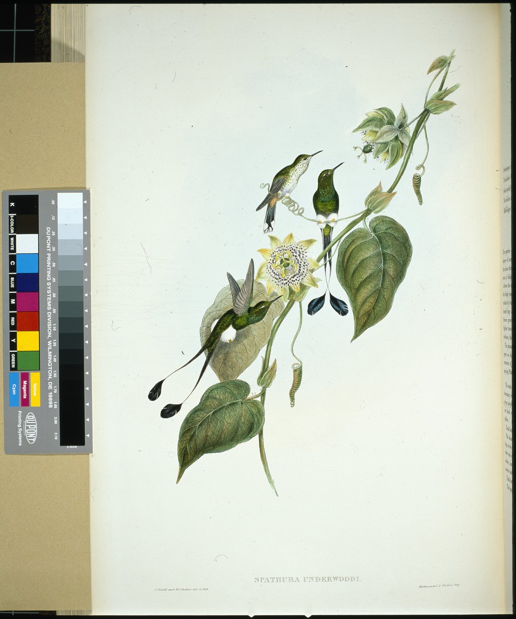 White-booted Racket-tail (spathura Underwoodi) (hand-coloured litho) بواسطة جون (بعد) جولد