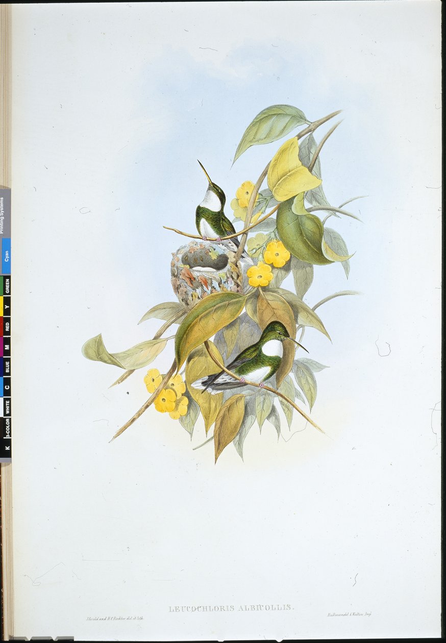 White-throat (Leucochloris Albicollis) (hand-coloured litho) بواسطة جون (بعد) جولد