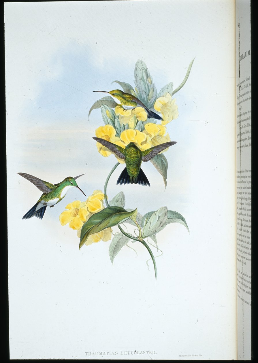 White-throated Emerald (Thaumatias Leucogaster) (hand-coloured litho) بواسطة جون (بعد) جولد