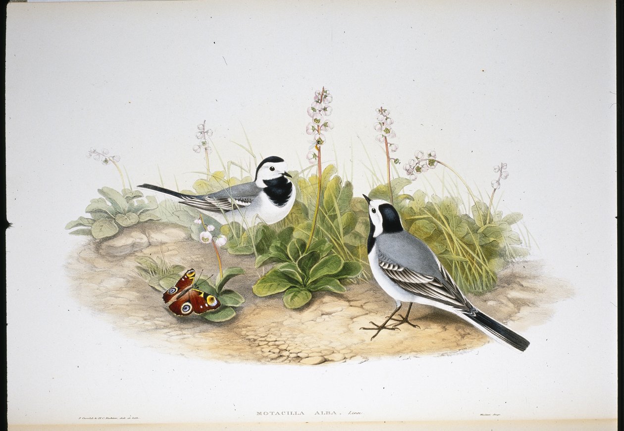 White Wagtail (Motacilla Alba) (hand-coloured litho) بواسطة جون (بعد) جولد