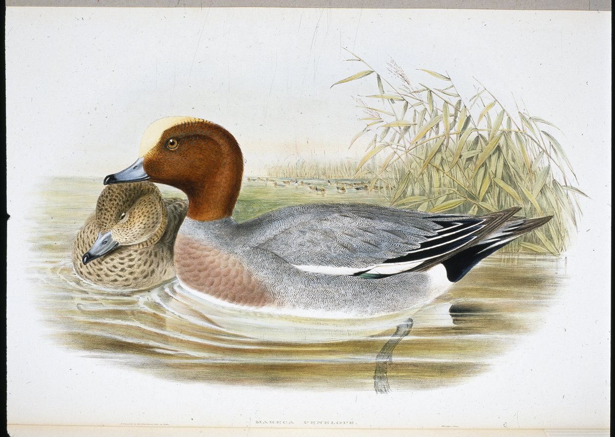 Widgeon (Mareca Penelope) (hand-coloured litho) بواسطة جون (بعد) جولد