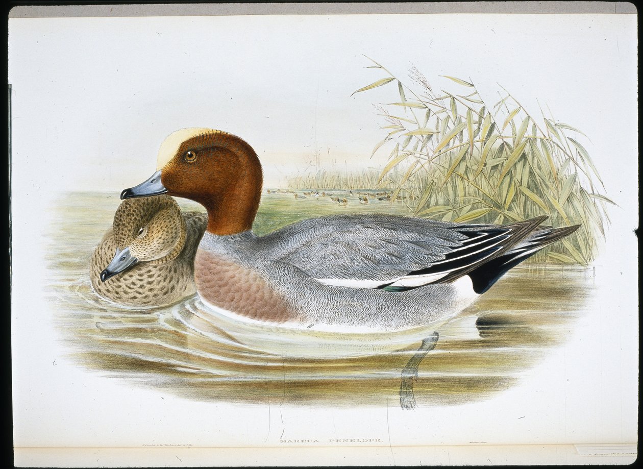 Widgeon (Mareca Penelope) (hand-coloured litho) بواسطة جون (بعد) جولد