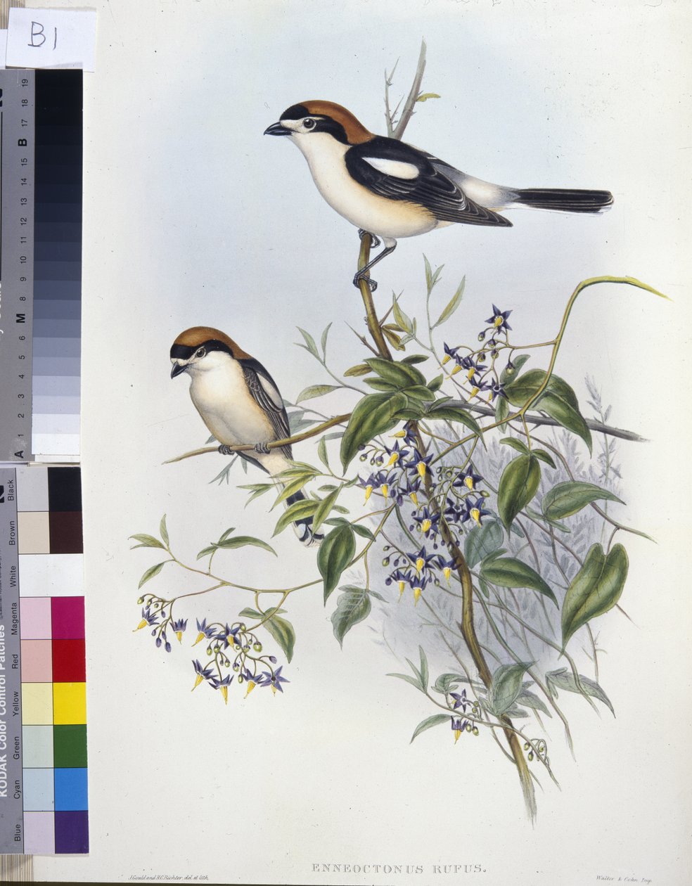 Woodchat Shrike (Enneoctonus Rufus) (hand-coloured litho) بواسطة جون (بعد) جولد
