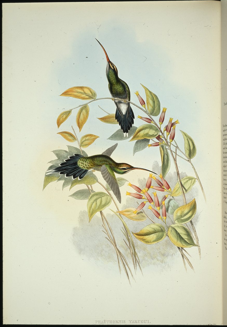 Yarquian Hermit (Phaerthornis Yarugui) (hand-coloured litho) بواسطة جون (بعد) جولد
