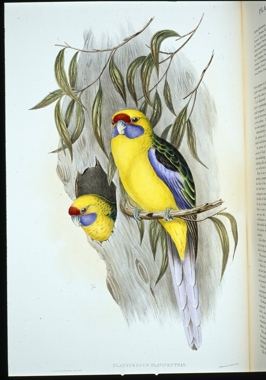 Yellow-bellied Parakeet (platycercus flaviventris) (hand-coloured litho) بواسطة جون (بعد) جولد