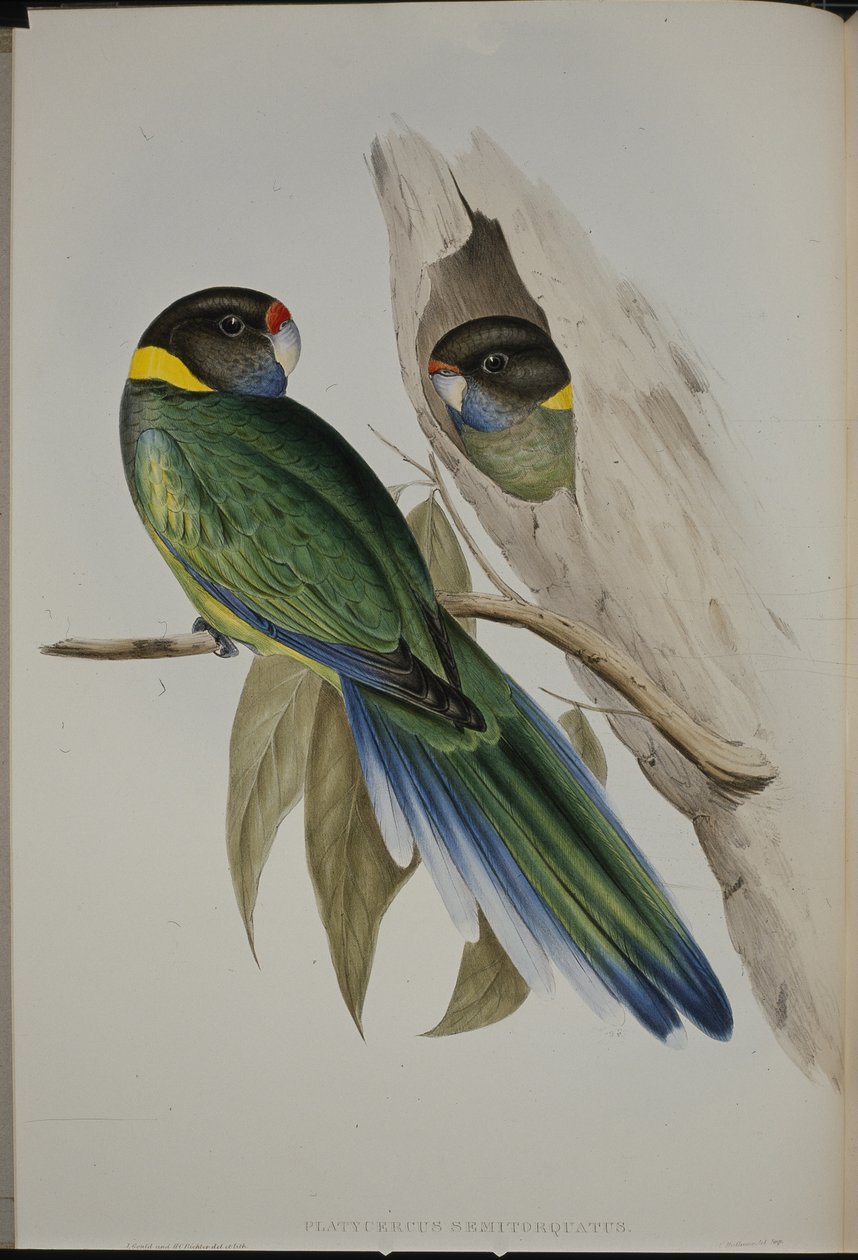 Yellow-collared Parakeet (Platycercus Semitorquatus ) (hand-coloured litho) بواسطة جون (بعد) جولد
