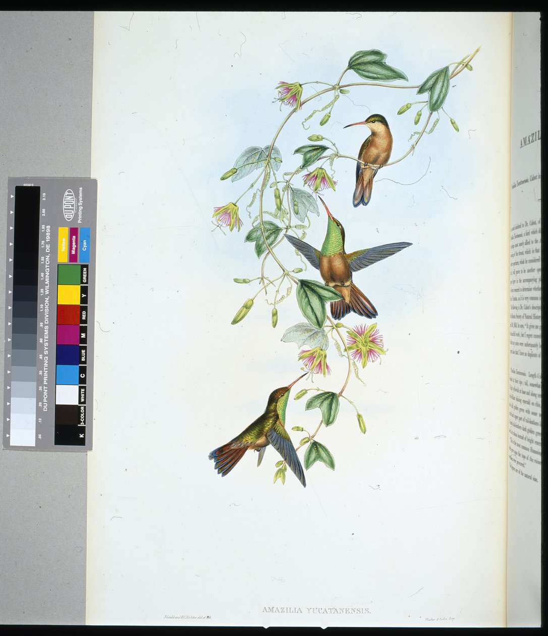 Yucatan Amazili (amazilia yucatanensis) (hand-coloured litho) بواسطة جون (بعد) جولد
