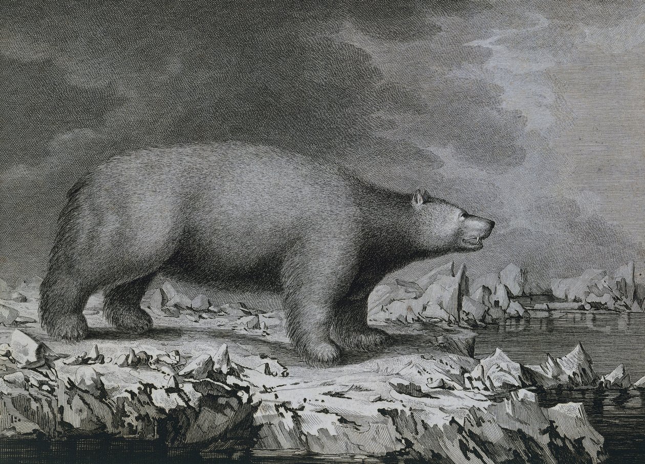 Polar Bear, engraving by Peter Mazel after drawing by John Webber (1750-1793) made during Third voyage of James Cook بواسطة جون (بعد) ويبر