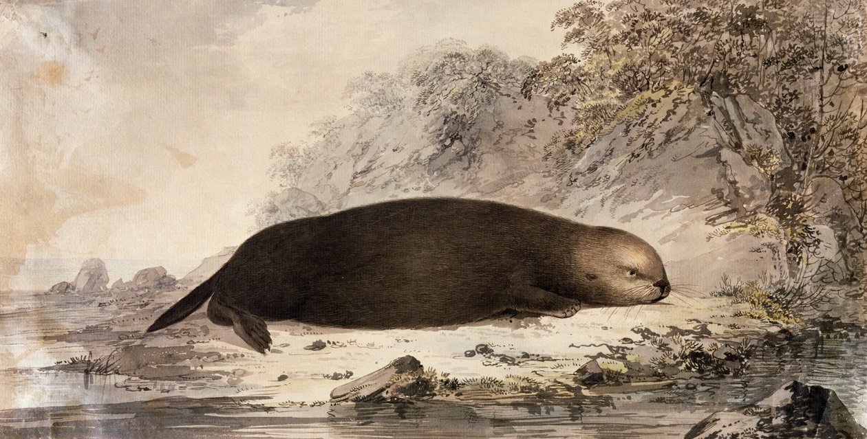 Sea Otter, engraving after drawing by John Webber (1750-1793) made during Third voyage of James Cook بواسطة جون (بعد) ويبر