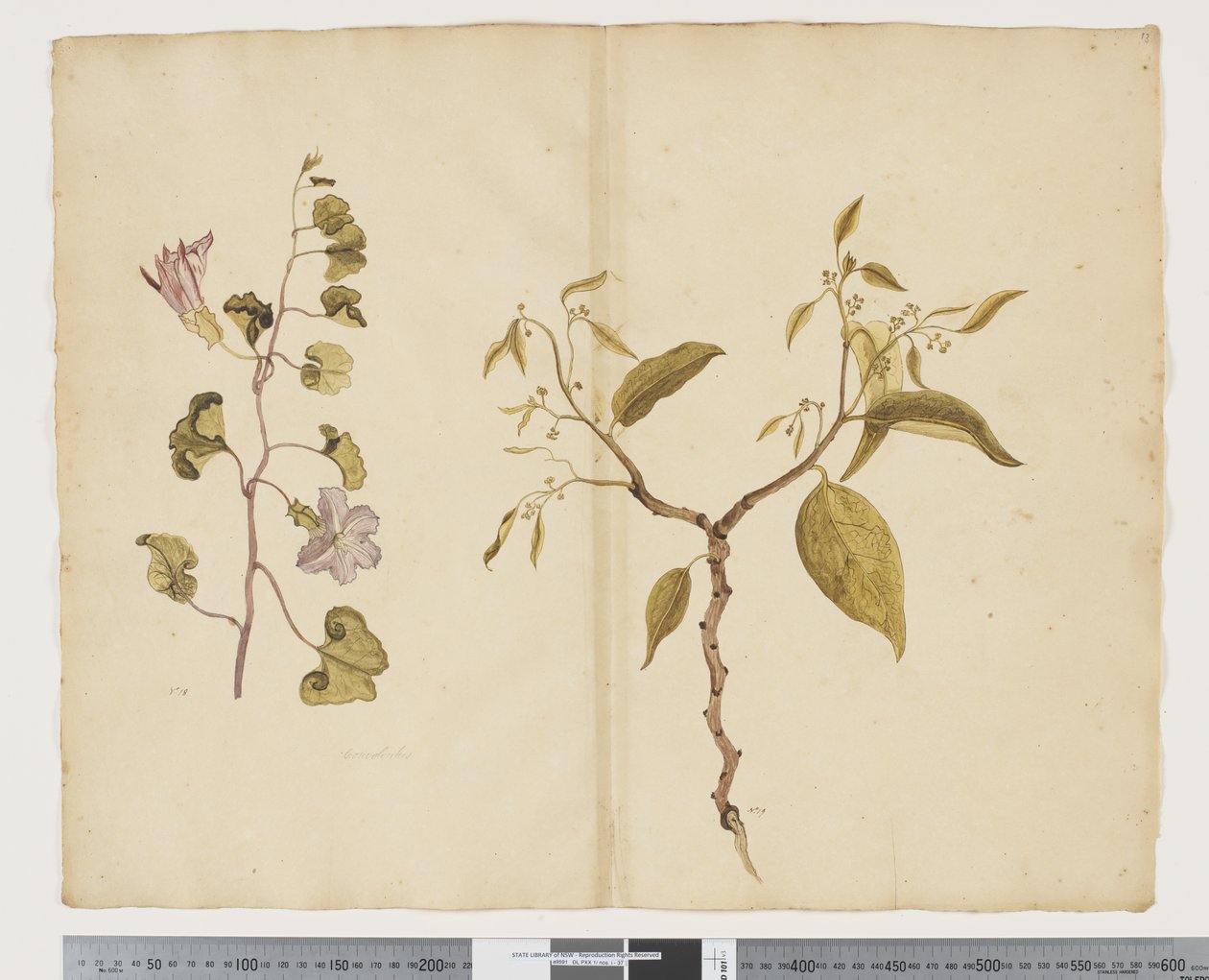 F.13 إبوميا بيس ، ماعز ؛ سلتيس بانيكولاتا ، 1790-95 (ألوان مائية وحبر على ورق) بواسطة جون (Attr. to) Doody