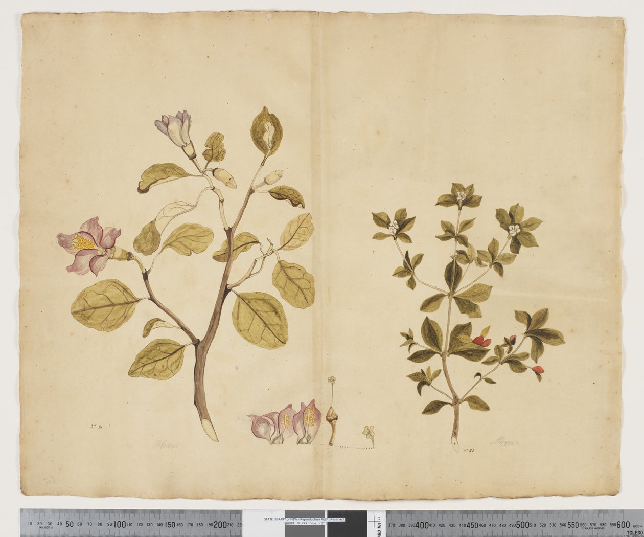 F.15 Lagunaria Patersonia ؛ أليكسيا جينوبوجون ، 1790-95 (ألوان مائية وحبر على ورق) بواسطة جون (Attr. to) Doody