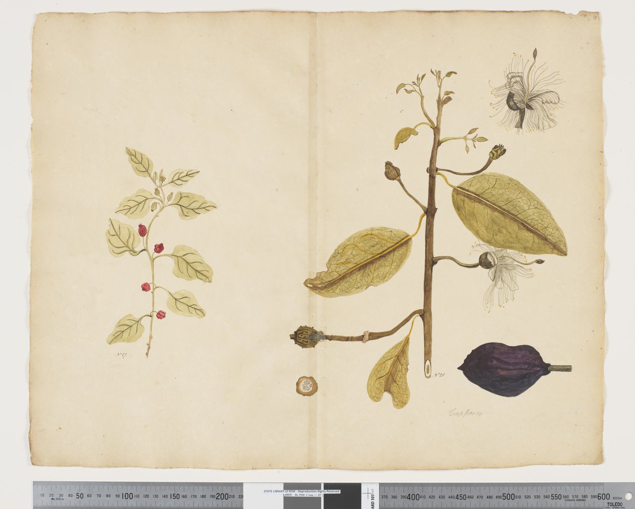 F.18 ورم تتراغونيا إمبليكسيكوما ؛ Caparis nobilis 