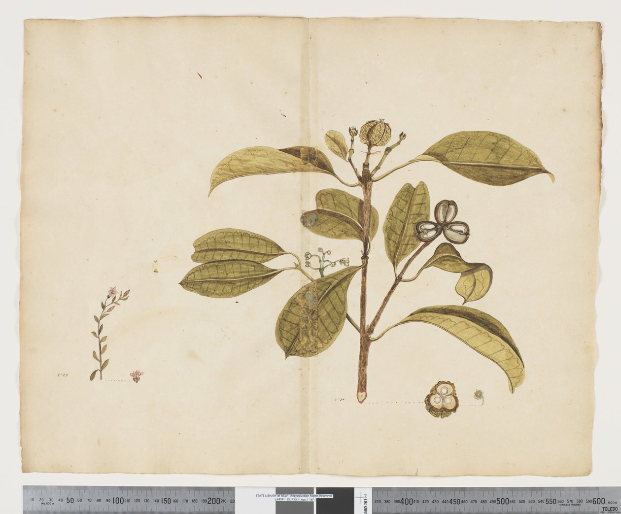 F.19 Samolus repens ؛ بالوغية لوسيدا ، 1790-95 (حبر وألوان مائية على ورق) بواسطة جون (Attr. to) Doody