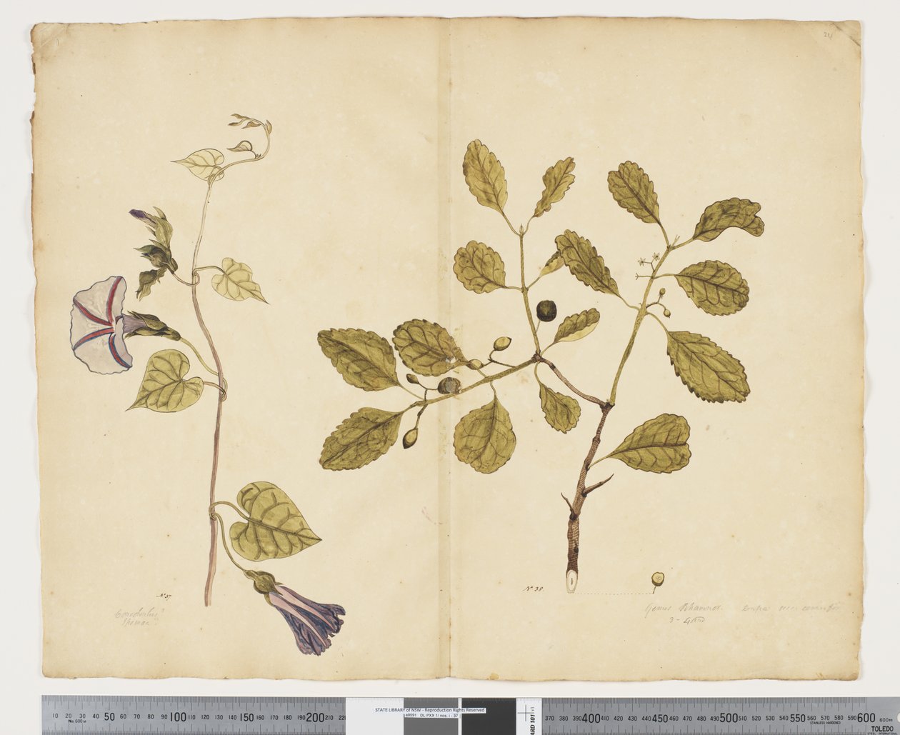 F.24 إيبومويا كونجيستا ؛ Elaeodendron Curtipendulum ، حوالي 1790-95 (ألوان مائية وحبر على ورق) بواسطة جون (Attr. to) Doody