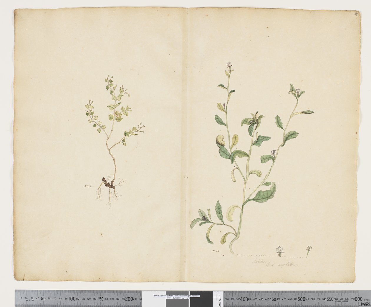 F.25 الفربيون sparrmannii ؛ لوبيليا ألاتا ، 1790-95 (ألوان مائية وحبر على ورق) بواسطة جون (Attr. to) Doody