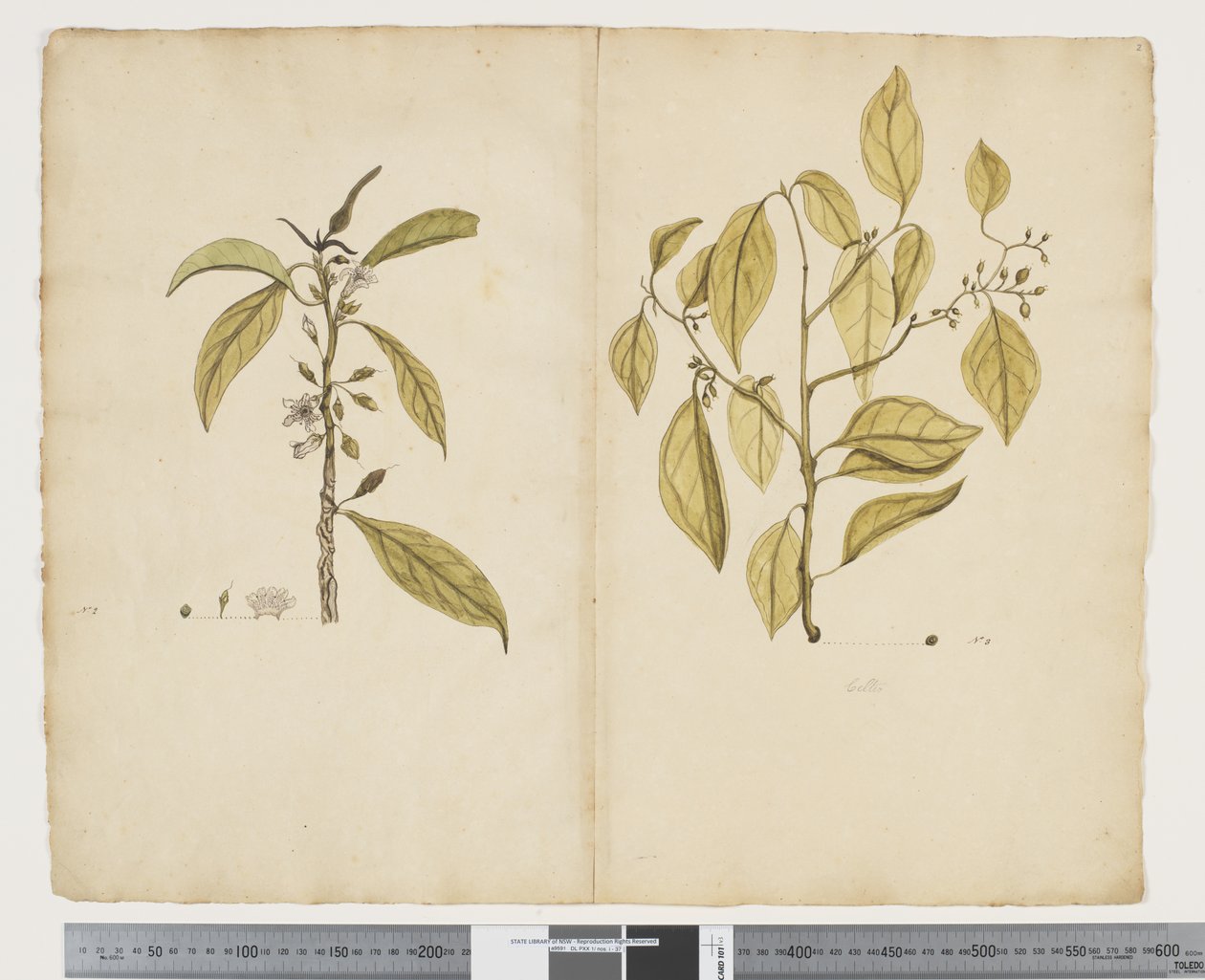 F.2 قصر النظر المظلم ؛ سلتيك بانيكولاتي ، 1790-95 (ألوان مائية وحبر على ورق) بواسطة جون (Attr. to) Doody