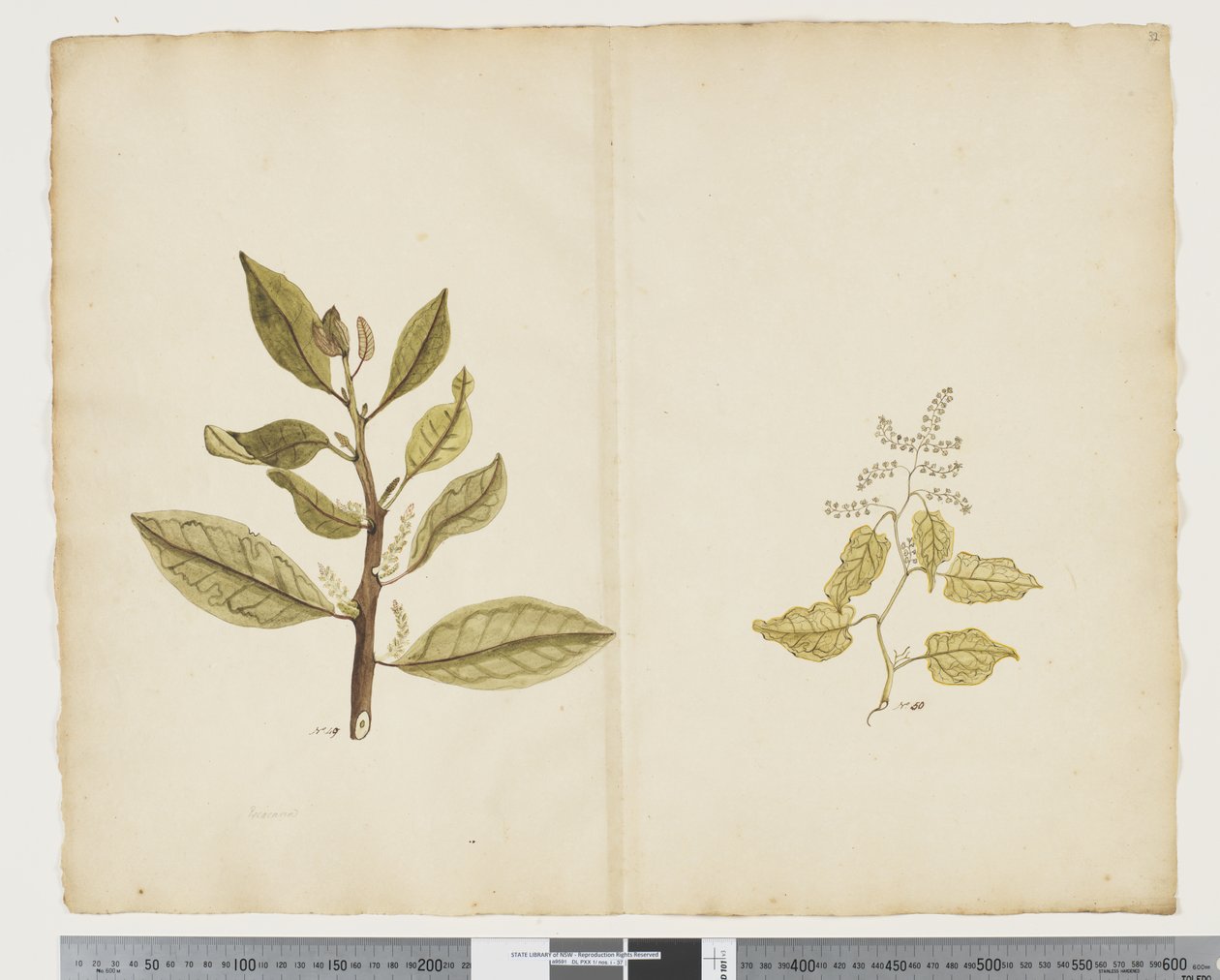 F.32 Excoecaria agallocha "شجرة ميلكي" ، حوالي 1790-95 (ألوان مائية وحبر على ورق) بواسطة جون (Attr. to) Doody