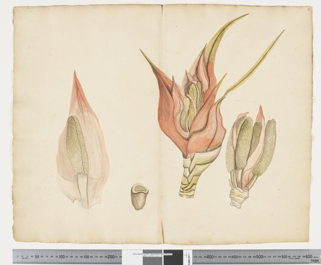 F.33 Freycinetia baueriana ، حوالي 1790-95 (حبر وألوان مائية على ورق) بواسطة جون (Attr. to) Doody