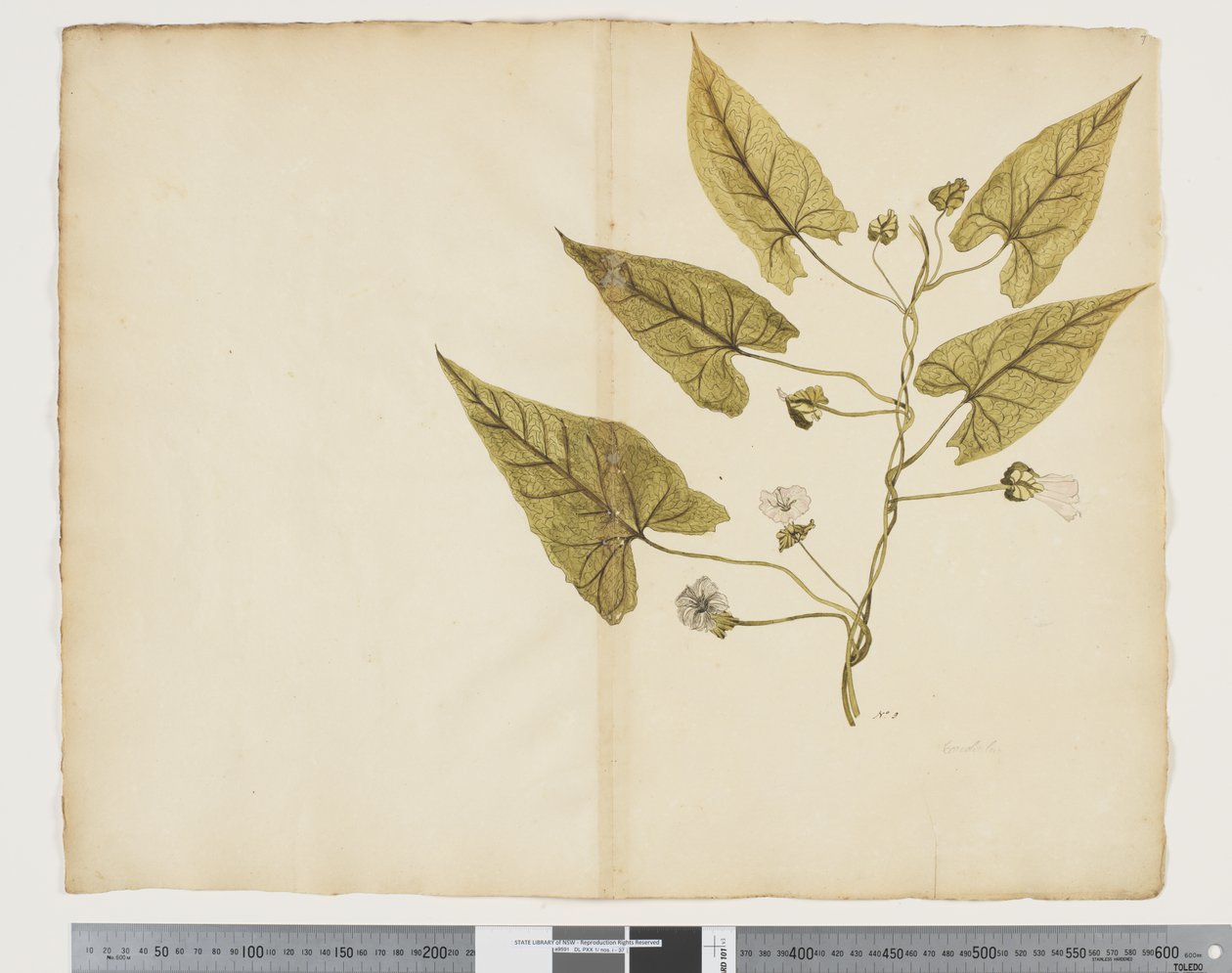 F.7 Calystegia affinis ، حوالي 1790-95 (ألوان مائية وحبر على ورق) بواسطة جون (Attr. to) Doody