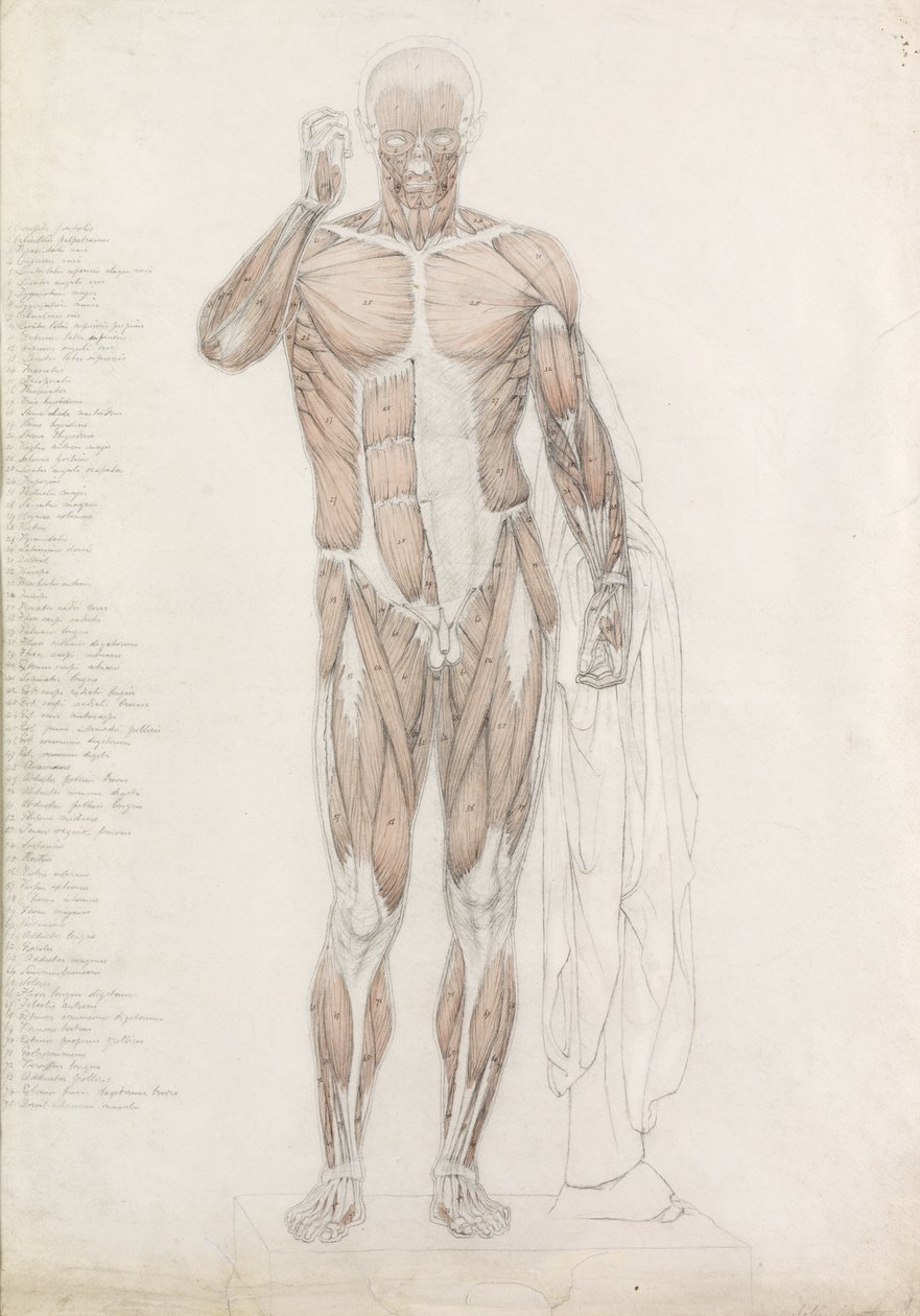دراسة تشريحية: الجهاز العضلي البشري ، في Contrapposto بواسطة جون باثي