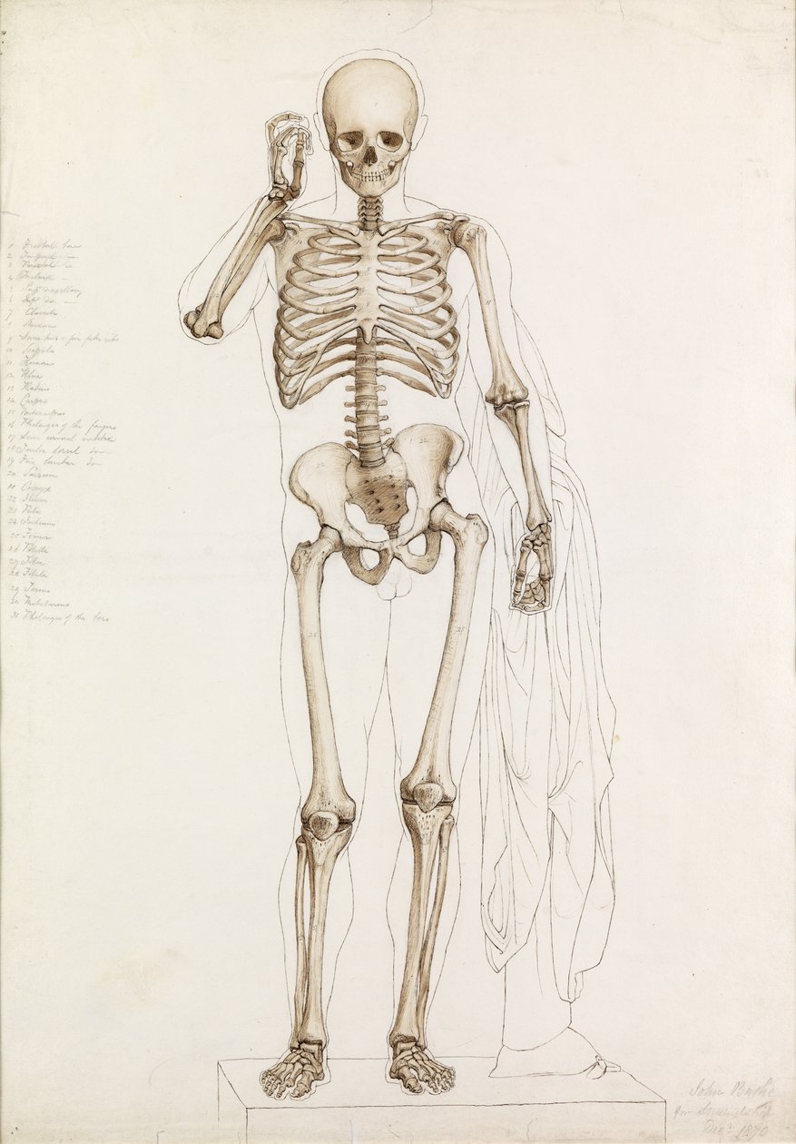 دراسة تشريحية: الهيكل العظمي البشري ، في Contrapposto ، 1870 بواسطة جون باثي