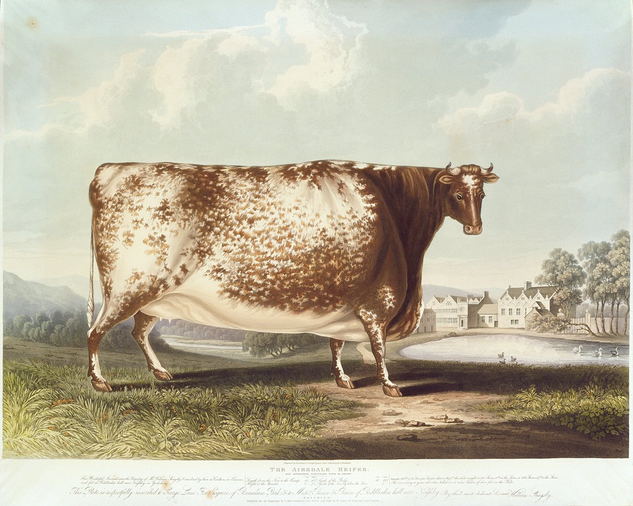 The Airedale Heifer ، نقشها R.Reve ، 1820 (نقش الألوان) بواسطة جون برادلي