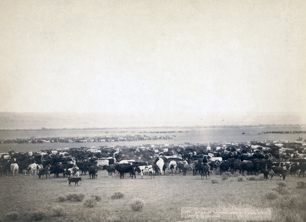 رعاة البقر يرعون الماشية ، داكوتا الجنوبية حوالي عام 1890 (صورة b / w) بواسطة جون سي جرابيل