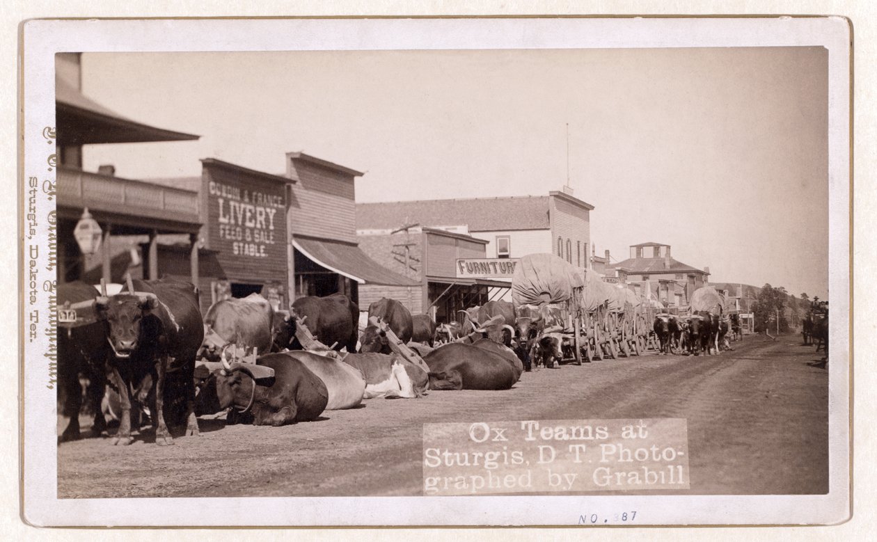 فرق Ox في Sturgis ، DT ، حانة 1887 - 1892 (صورة) بواسطة جون سي جرابيل
