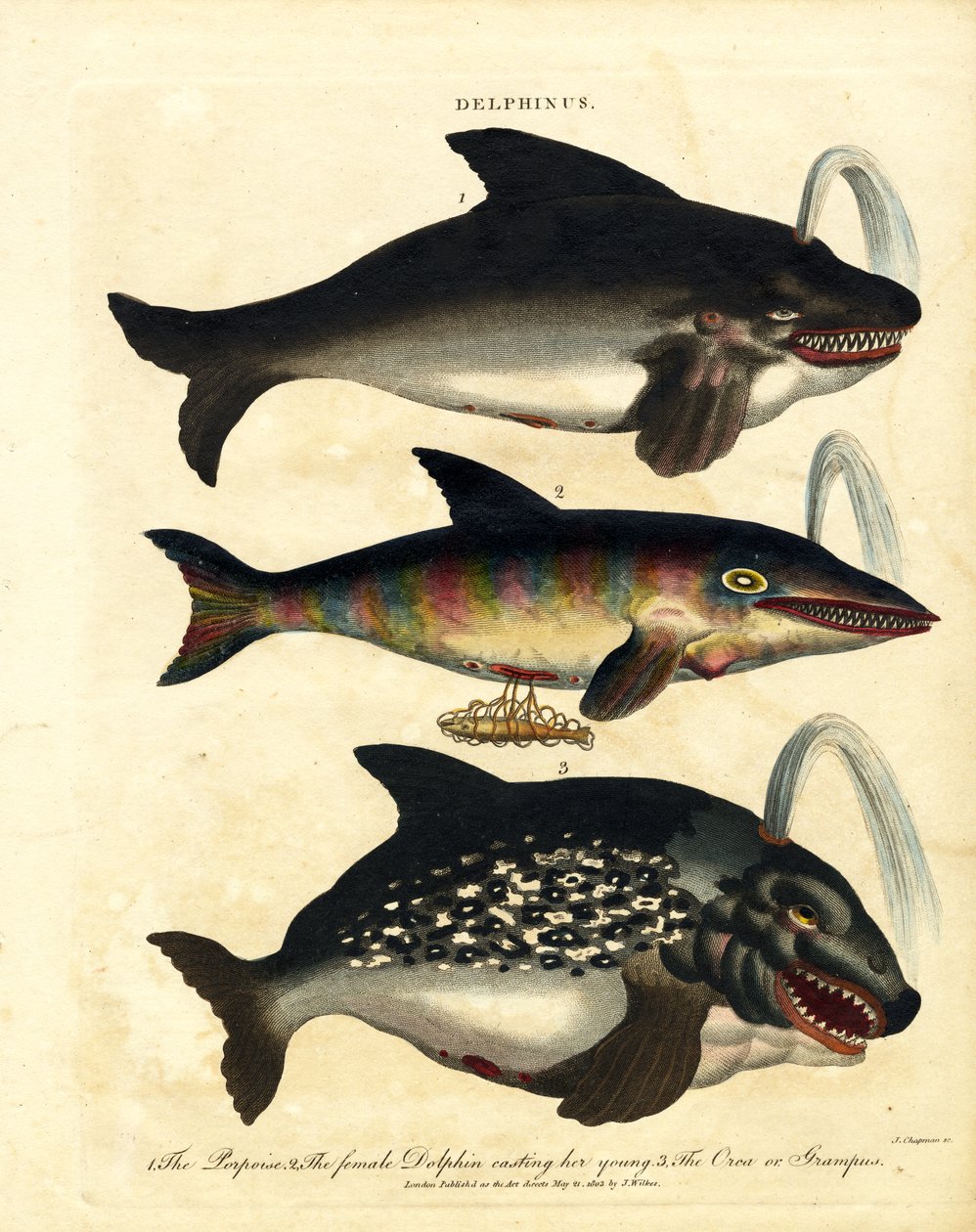  بواسطة جون تشابمان