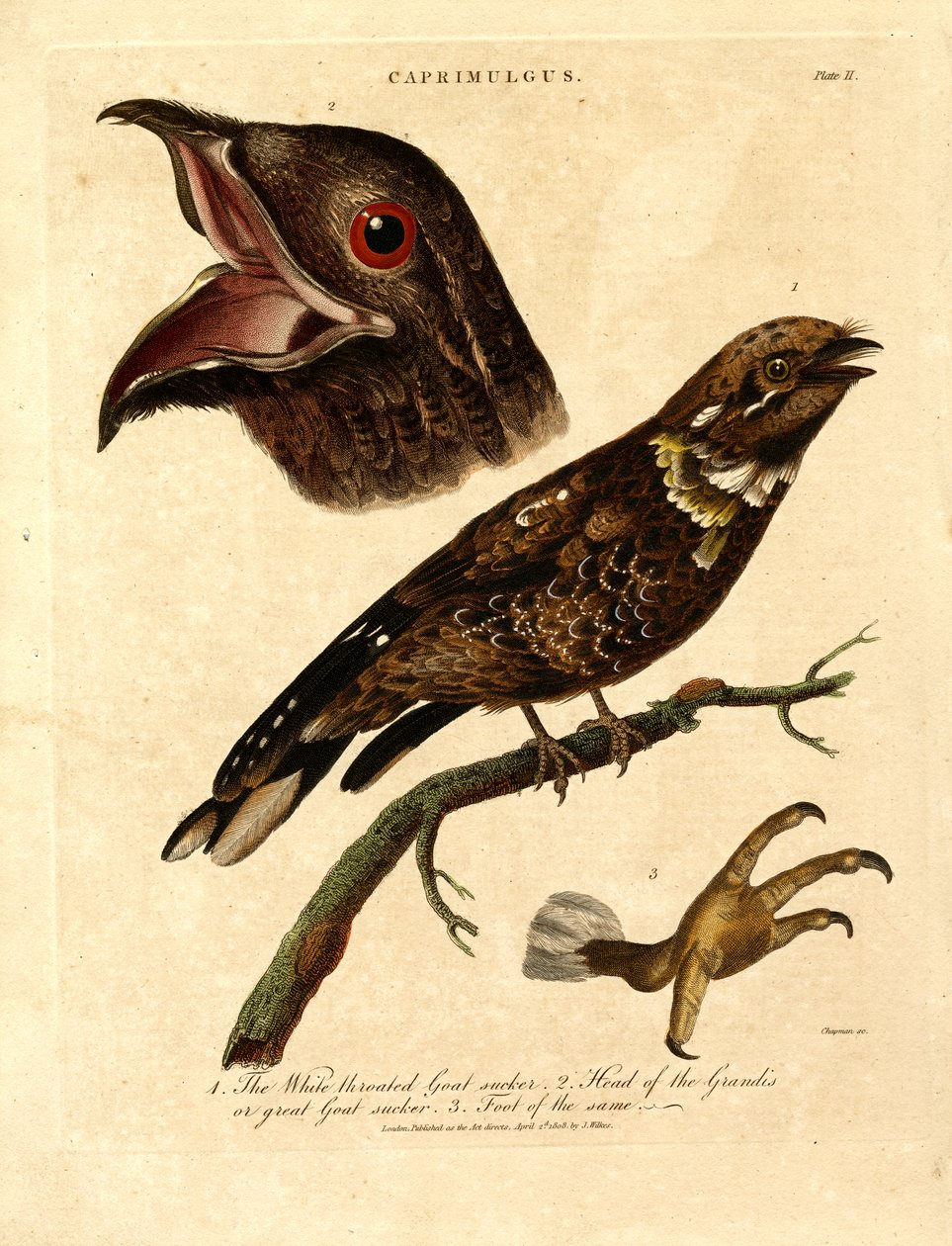 نايتجار (كابريمولجوس) بواسطة جون تشابمان