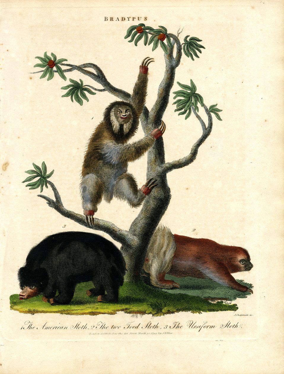  بواسطة جون تشابمان