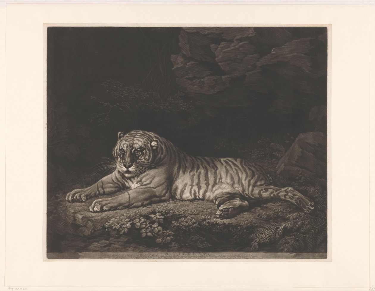 تيجيرين A Tigress (العنوان على الكائن) بواسطة جون ديكسون