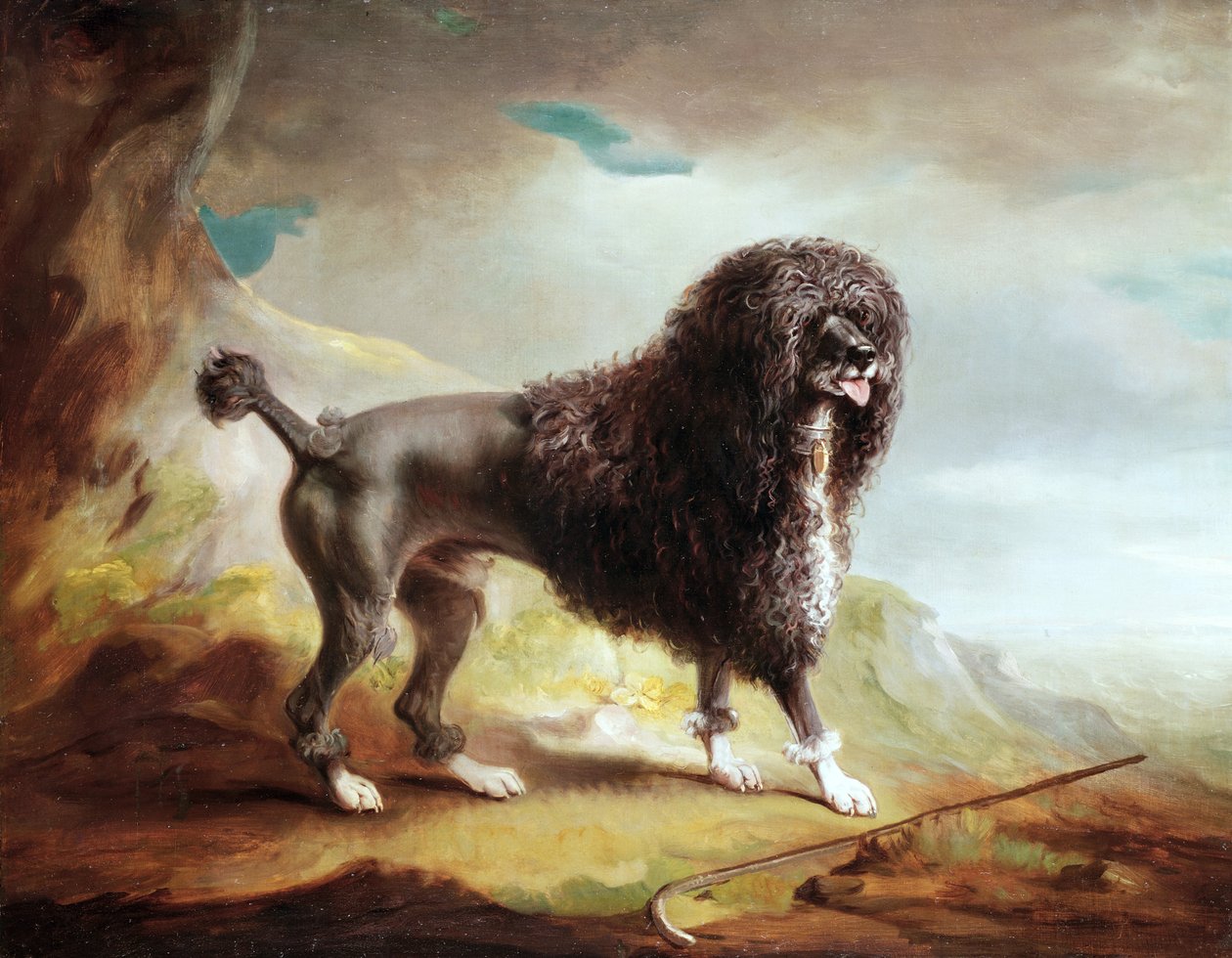A Clipped Water Spaniel (oil on canvas) بواسطة جون إي فرنلي