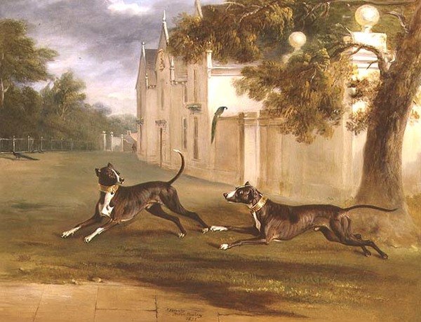 The Earl of Brownlow's Two Bull Terrier، 'Nelson' and 'Argo' بواسطة جون إي فرنلي