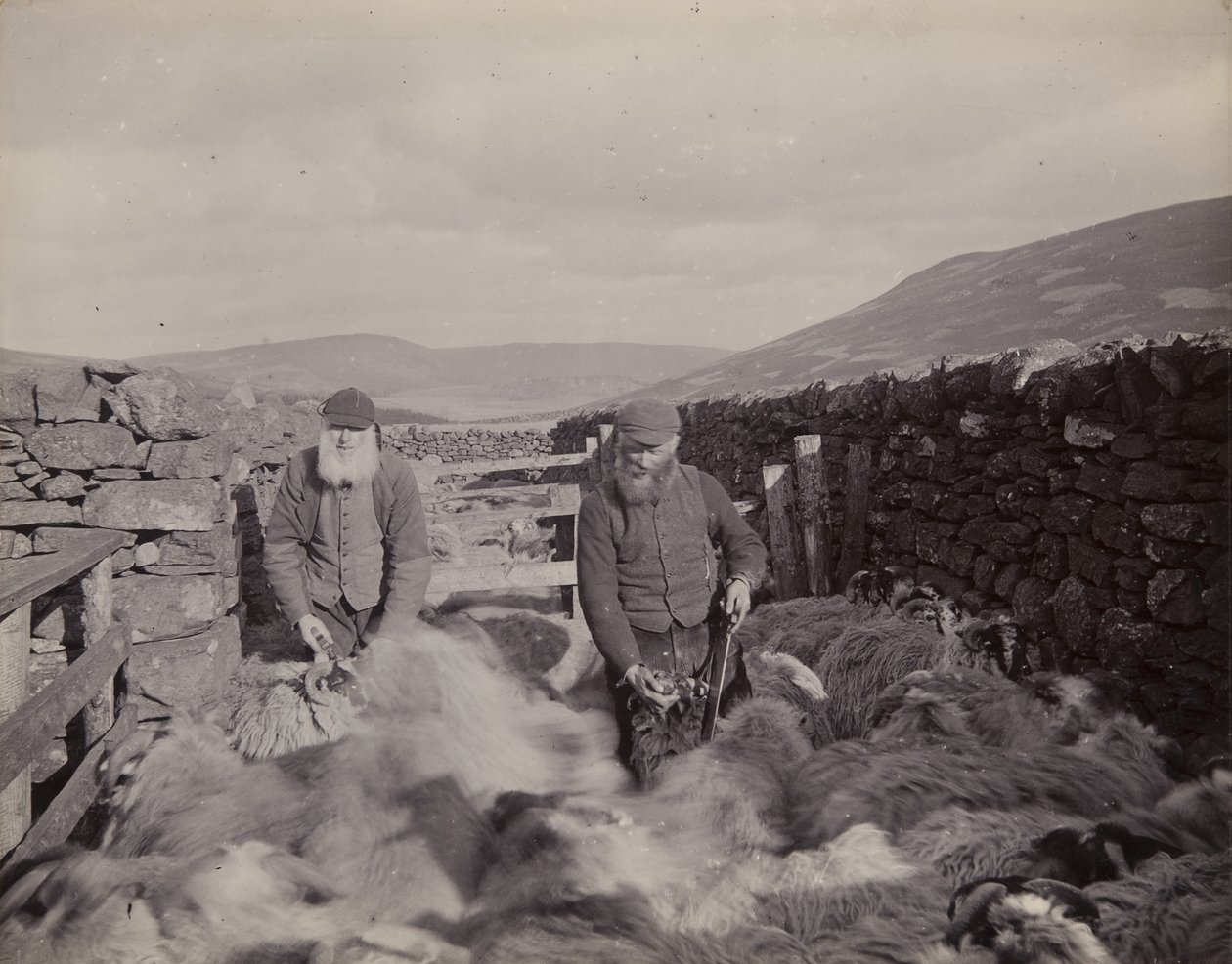 خراف الصباح في غلين بروسين ، 1897 بواسطة جون إدوارد أليوسيوس ستيجال