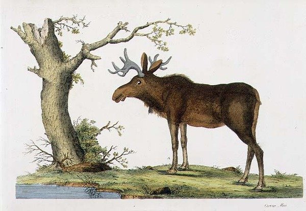 Cervus Alces (موس) (ليثو) بواسطة جون فريدريك (بعد) ميلر