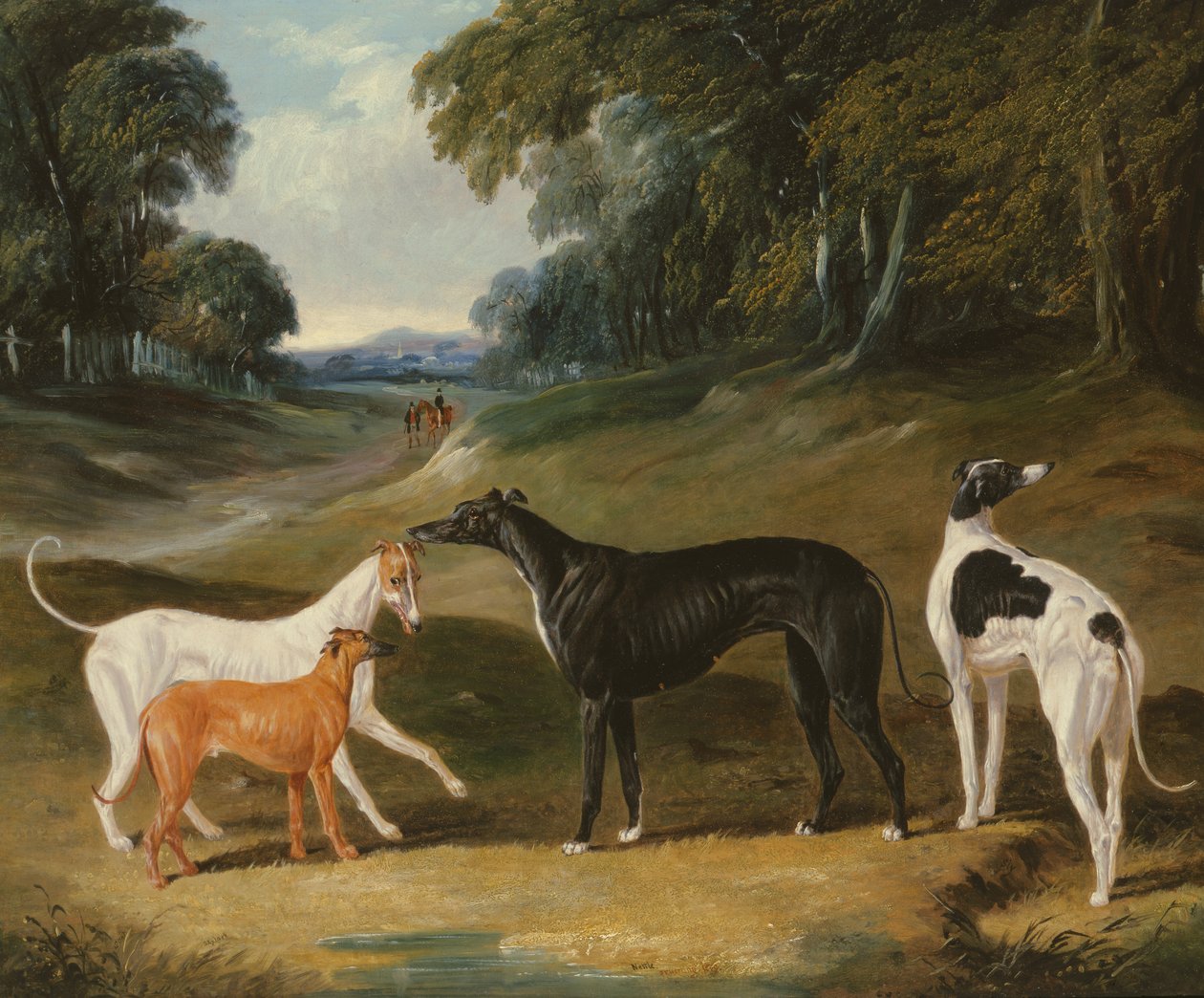 Greyhounds, 