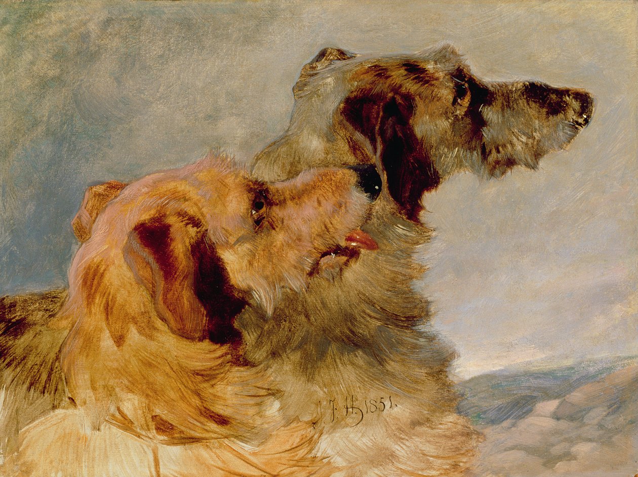 اثنين من Deerhounds ، 1851 (زيت على ورق) بواسطة جون فريدريك هيرينج الأب