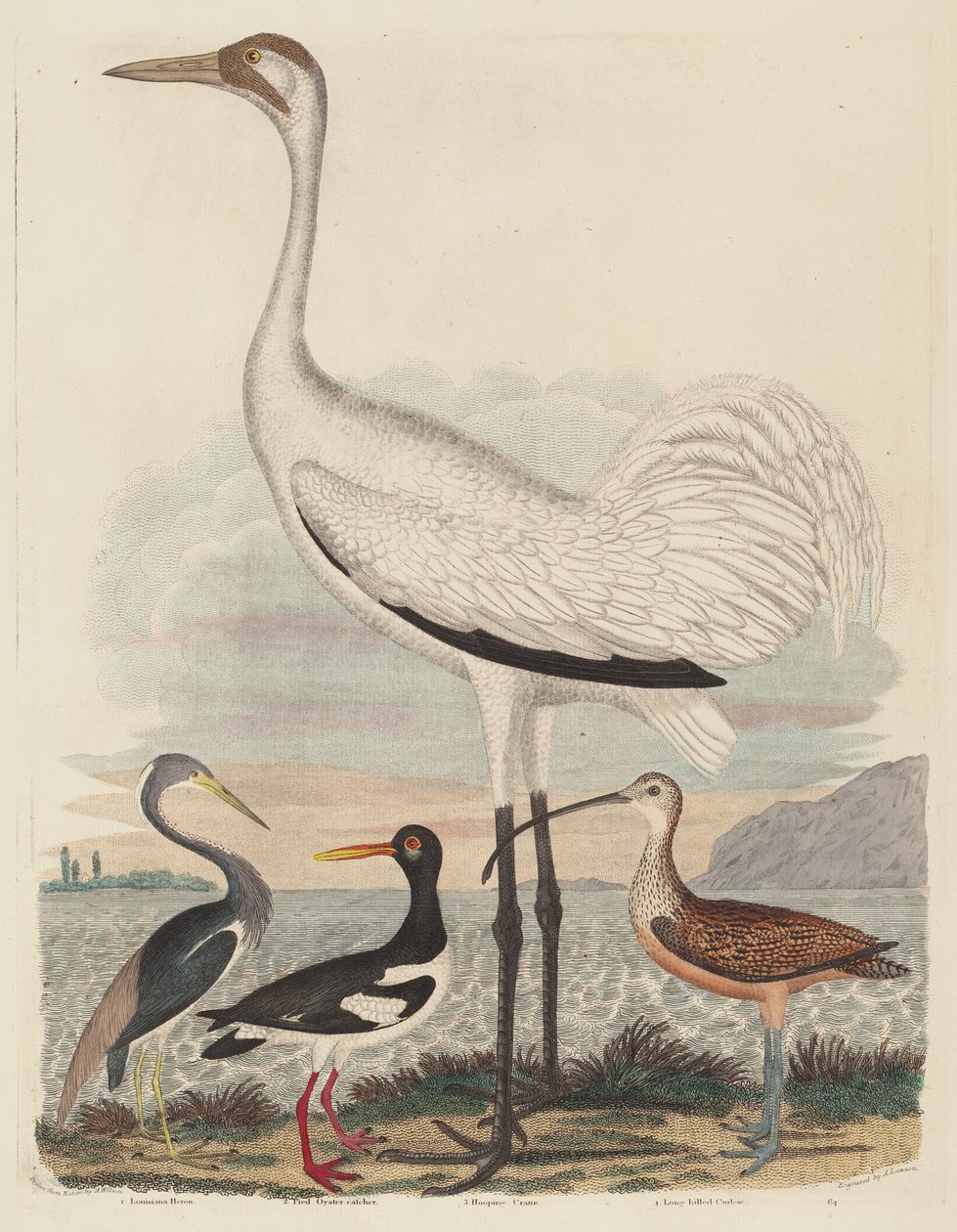 تم نشر Louisiana Heron ، و Pied Oyster-catcher ، و Hooping Crane ، و Curlew طويل المنقار ، 1808-1814. بواسطة جون جي وارنيك