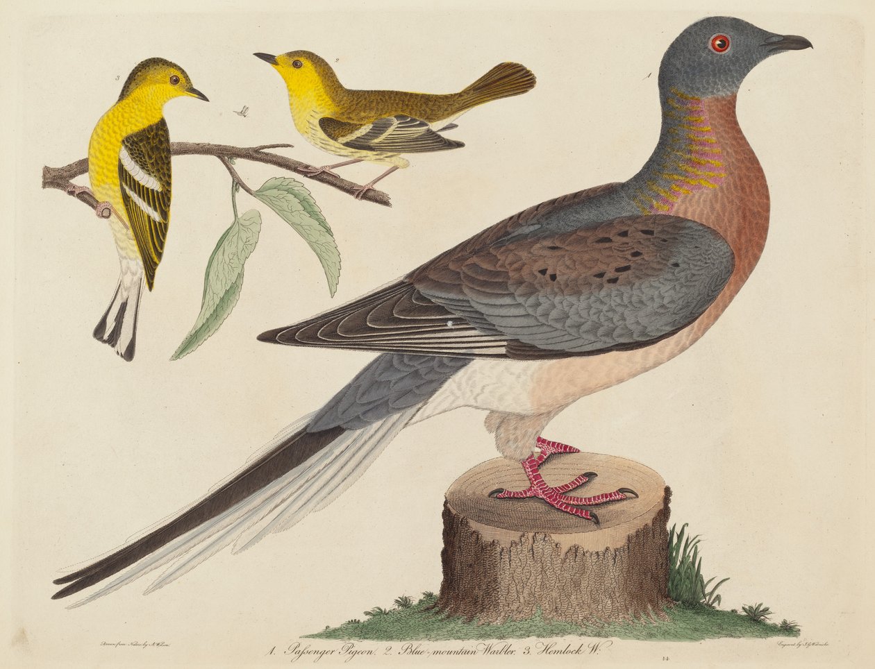 Passenger Pigeon و Blue-Mountain Warbler و Hemlock Warbler ، تم نشره في ١٨٠٨-١٨١٤. بواسطة جون جي وارنيك