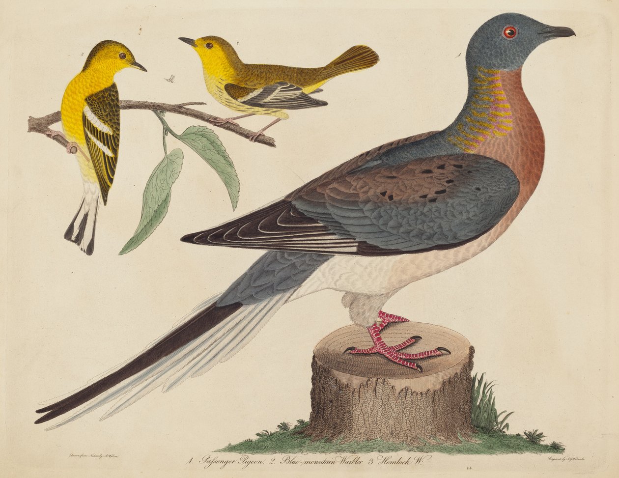 Passenger Pigeon و Blue-Mountain Warbler و Hemlock Warbler ، تم نشره في ١٨٠٨-١٨١٤. بواسطة جون جي وارنيك