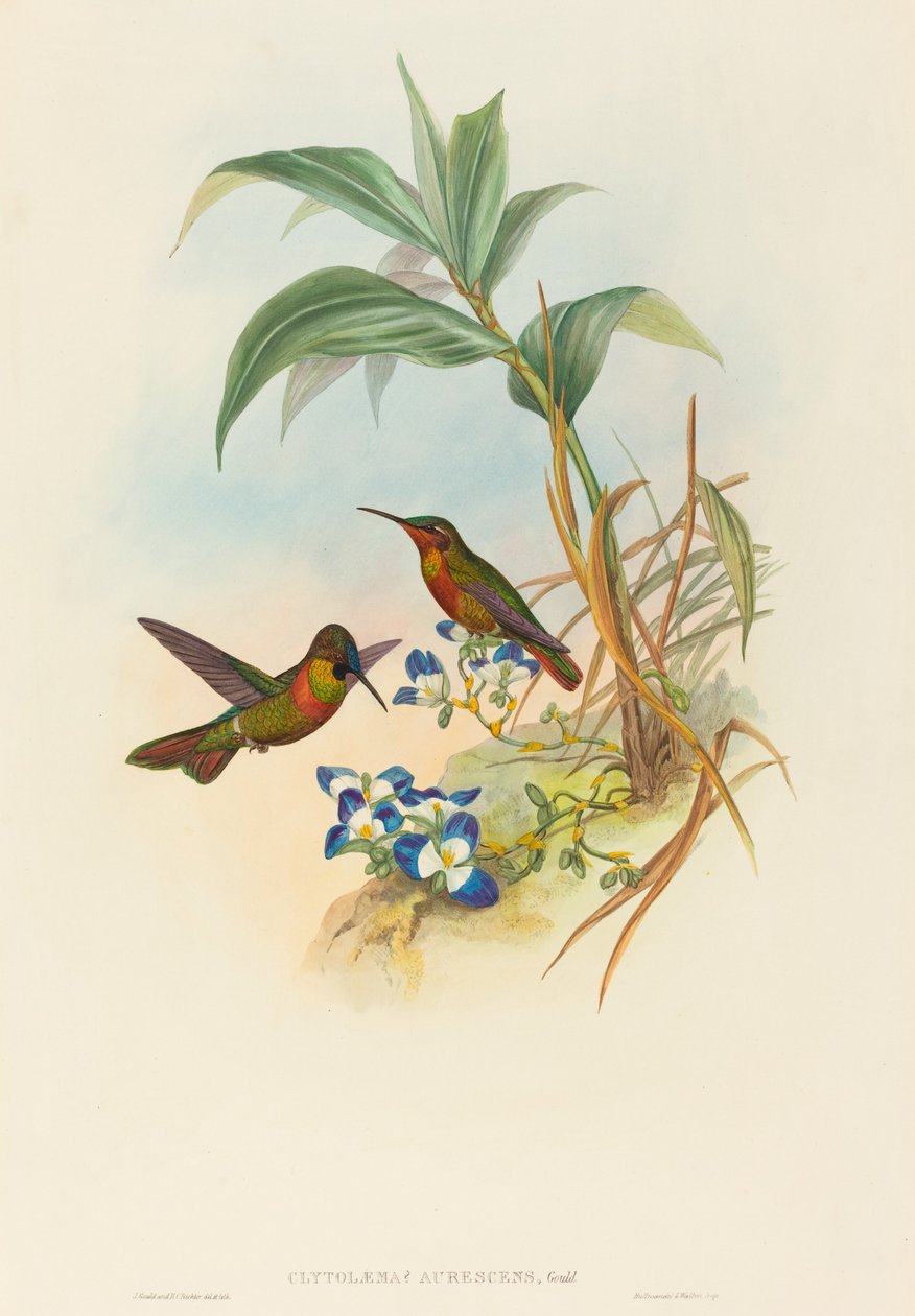 Clytolaema aurescens Banded Ruby أو Gould's Ruby. التأليف: جون جولد ، هنري قسطنطين ريختر. بواسطة جون جولد وهنري قسطنطين ريختر