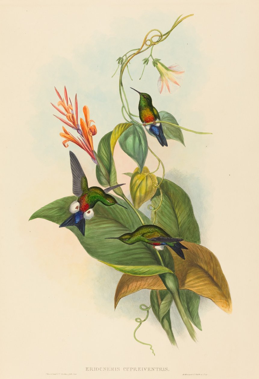 Eriocnemis cupreiventris النفخة الساق النحاسية. التأليف: جون جولد ، هنري قسطنطين ريختر. بواسطة جون جولد وهنري قسطنطين ريختر