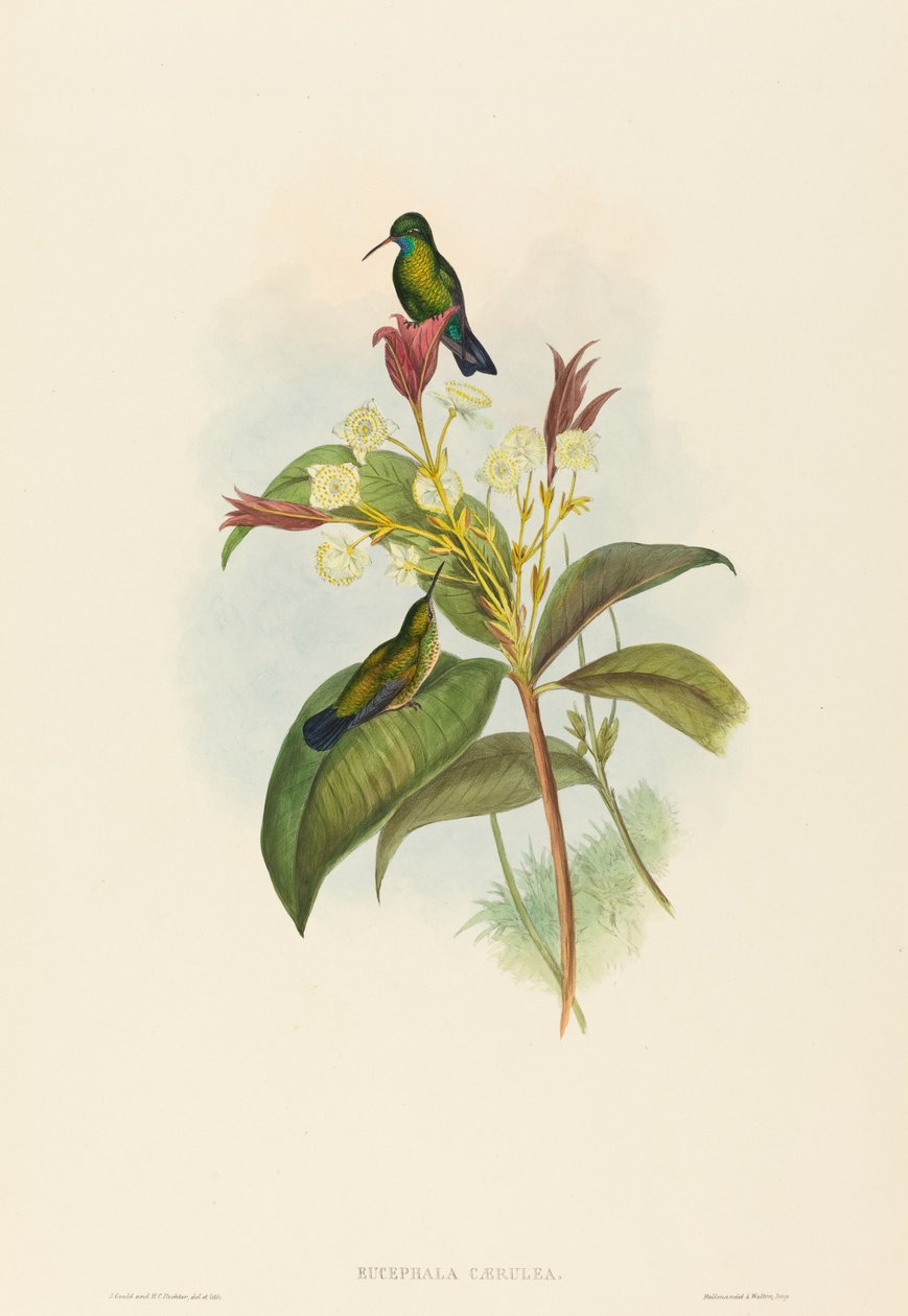 Eucephala caerulea الياقوت الأزرق الذقن. التأليف: جون جولد ، هنري قسطنطين ريختر. بواسطة جون جولد وهنري قسطنطين ريختر