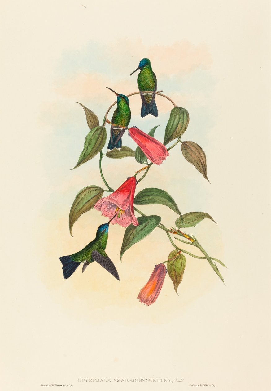 حورية خشب Eucephala smaragdocaerulea Gould. التأليف: جون جولد ، هنري قسطنطين ريختر. بواسطة جون جولد وهنري قسطنطين ريختر