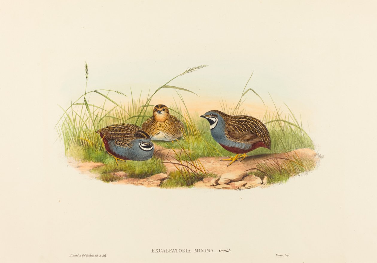 Excalftoria minima سمان أزرق الصدر. التأليف: جون جولد ، هنري قسطنطين ريختر. بواسطة جون جولد وهنري قسطنطين ريختر